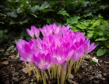 purple flowers on Swarthmore's campus